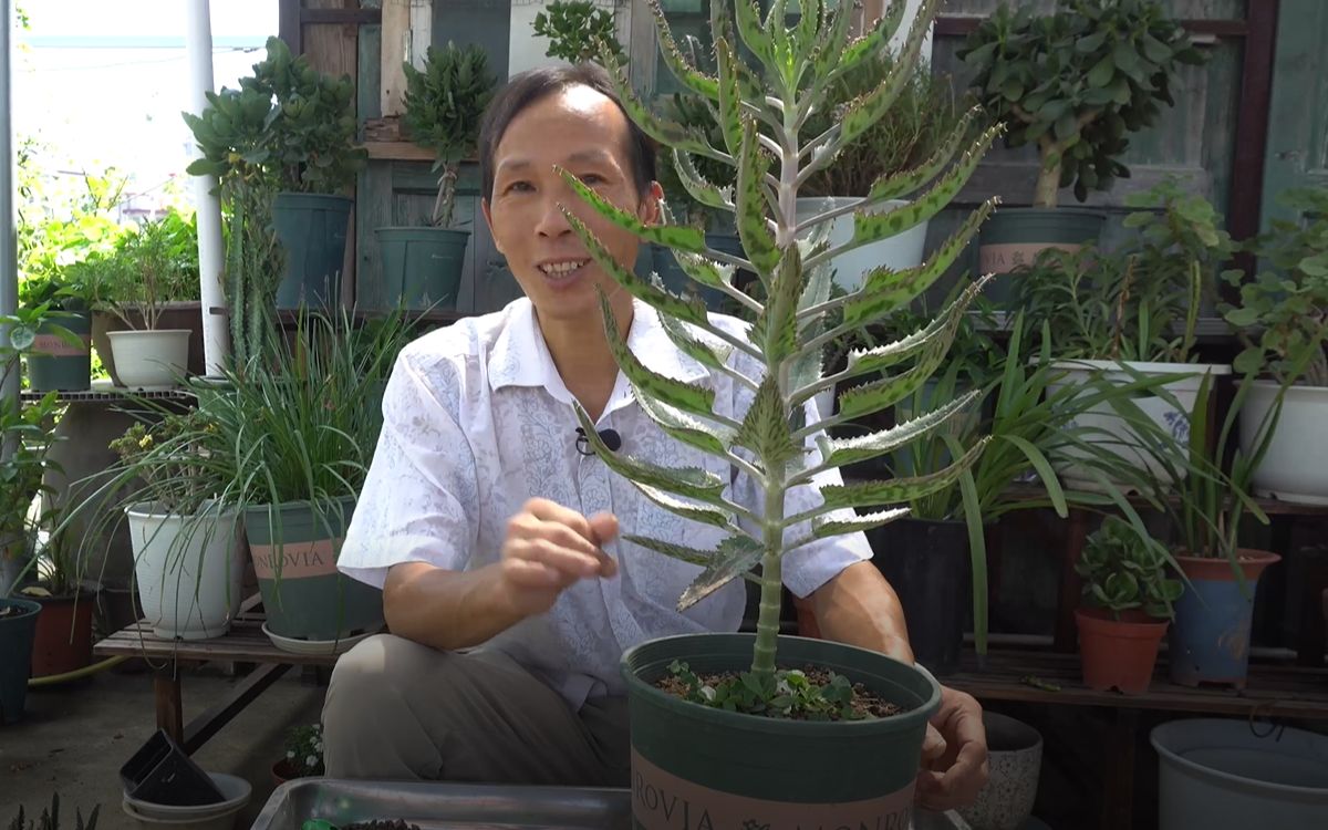 淘汰赛准备落地生根，新晋球队策划进气